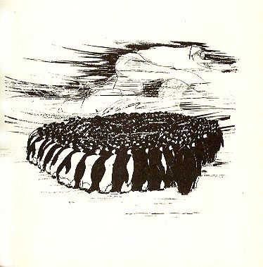Pinguine beim "eistanz"